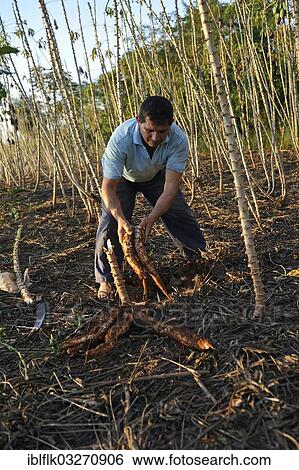 "Farmer harvesting cassava or manioc roots, San Gregorio, Caaguazu Department, Paraguay, South America" View Large Photo Image Stock Photograph - "Farmer harvesting cassava or manioc roots, San Gregorio, Caaguazu Department, Paraguay, South America". Fotosearch