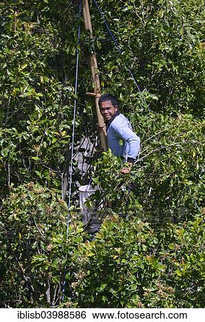 "Farmer harvesting cloves, Clove Tree (Syzygium aromaticum), Munduk, Bali, Indonesia, Asia" View Large Photo Image Stock Photograph - "Farmer harvesting cloves, Clove Tree (Syzygium aromaticum), Munduk, Bali, Indonesia, Asia". Fotosearch