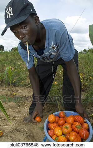 "Farmer harvesting tomatoes on a field, Kuluedor, Ghana, Africa" View Large Photo Image Stock Photo - "Farmer harvesting tomatoes on a field, Kuluedor, Ghana, Africa". Fotosearch