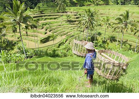 "Farmer on rice terraces, near Tegallalang, Bali, Indonesia, Asia" View Large Photo Image Stock Photograph - "Farmer on rice terraces, near Tegallalang, Bali, Indonesia, Asia". Fotosearch