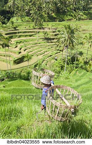 "Farmer on rice terraces, near Tegallalang, Bali, Indonesia, Asia" View Large Photo Image Stock Photography - "Farmer on rice terraces, near Tegallalang, Bali, Indonesia, Asia". Fotosearch
