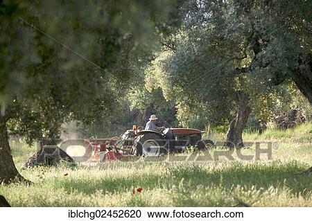 "Farmer on tractor working in an olive grove at the bottom of the Els Ports Massif, near the village of Horta de Sant Joan, Catalonia, Spain, Europe" View Large Photo Image Stock Image - "Farmer on tractor working in an olive grove at the bottom of the Els Ports Massif, near the village of Horta de Sant Joan, Catalonia, Spain, Europe". Fotosearch
