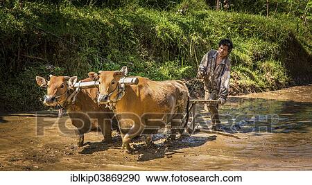 "Farmer ploughing a rice paddy with water buffaloes, Tegalalang, Bali, Indonesia, Asia" View Large Photo Image Stock Image - "Farmer ploughing a rice paddy with water buffaloes, Tegalalang, Bali, Indonesia, Asia". Fotosearch