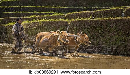 "Farmer ploughing a rice paddy with water buffaloes, Tegalalang, Bali, Indonesia, Asia" View Large Photo Image Stock Image - "Farmer ploughing a rice paddy with water buffaloes, Tegalalang, Bali, Indonesia, Asia". Fotosearch