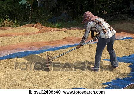 "Farmer spreading rice to dry on a plastic tarp on the ground, Battambang, Cambodia, Southeast Asia, Asia" View Large Photo Image Stock Image - "Farmer spreading rice to dry on a plastic tarp on the ground, Battambang, Cambodia, Southeast Asia, Asia". Fotosearch
