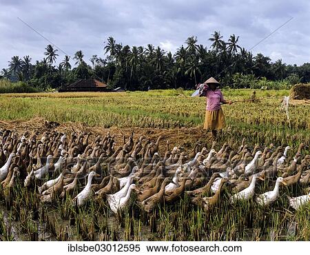 "Farmer with a gaggle of indonesian runner ducks, Ubud, Bali, Indonesia, Asia" View Large Photo Image Stock Photography - "Farmer with a gaggle of indonesian runner ducks, Ubud, Bali, Indonesia, Asia". Fotosearch