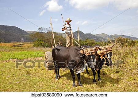 "Farmer with an oxen-drawn cart, Valle de Vinales, Pinar del Rio Province, Cuba, North America" View Large Photo Image Stock Image - "Farmer with an oxen-drawn cart, Valle de Vinales, Pinar del Rio Province, Cuba, North America". Fotosearch