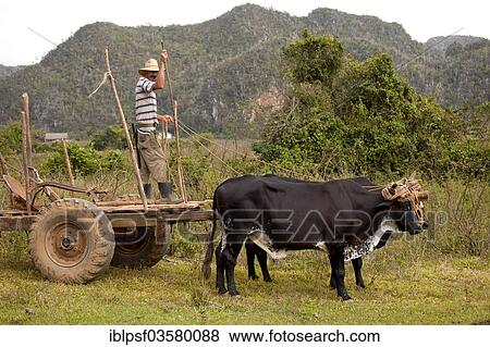 "Farmer with an oxen-drawn cart, Valle de Vinales, Pinar del Rio Province, Cuba, North America" View Large Photo Image Stock Photo - "Farmer with an oxen-drawn cart, Valle de Vinales, Pinar del Rio Province, Cuba, North America". Fotosearch