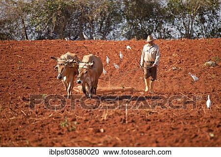 "Farmer with his oxen-drawn plough, Valle de Vinales, Pinar del Rio Province, Cuba, North America" View Large Photo Image Stock Image - "Farmer with his oxen-drawn plough, Valle de Vinales, Pinar del Rio Province, Cuba, North America". Fotosearch