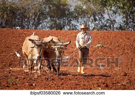 "Farmer with his oxen-drawn plough, Valle de Vinales, Pinar del Rio Province, Cuba, North America" View Large Photo Image Stock Photograph - "Farmer with his oxen-drawn plough, Valle de Vinales, Pinar del Rio Province, Cuba, North America". Fotosearch