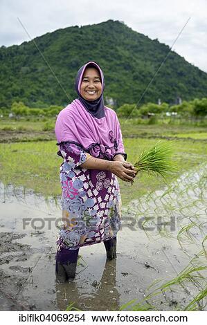 "Farmer with rice seedlings in a flooded rice paddy, Lam Teungo, Subdistrict Rozma, Aceh, Indonesia, Asia" View Large Photo Image Picture - "Farmer with rice seedlings in a flooded rice paddy, Lam Teungo, Subdistrict Rozma, Aceh, Indonesia, Asia". Fotosearch