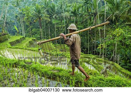 "Farmer working in the rice terraces, Ubud, Bali, Indonesia, Asia" View Large Photo Image Stock Image - "Farmer working in the rice terraces, Ubud, Bali, Indonesia, Asia". Fotosearch