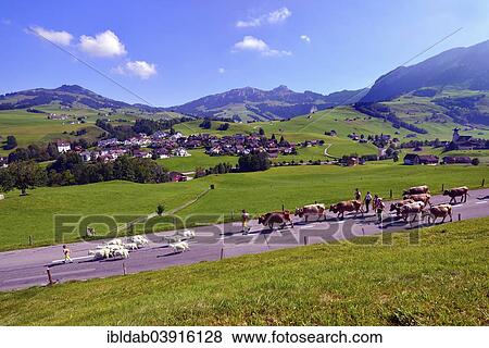 "Farmers driving down cattle and goats from the alps, near Weissbad, Hoher Kasten mountain at the back, Canton Appenzell, Switzerland, Europe" View Large Photo Image Stock Photo - "Farmers driving down cattle and goats from the alps, near Weissbad, Hoher Kasten mountain at the back, Canton Appenzell, Switzerland, Europe". Fotosearch