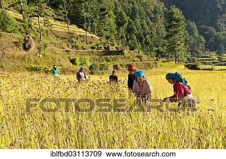 "Farmers harvesting millet, Shivalaya, Solukhumbu District, Sagarmatha Zone, Nepal, Asia" View Large Photo Image Stock Photo - "Farmers harvesting millet, Shivalaya, Solukhumbu District, Sagarmatha Zone, Nepal, Asia". Fotosearch
