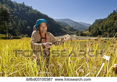 "Farmers woman harvesting millet, Shivalaya, Solukhumbu District, Sagarmatha Zone, Nepal, Asia" View Large Photo Image Stock Photo - "Farmers woman harvesting millet, Shivalaya, Solukhumbu District, Sagarmatha Zone, Nepal, Asia". Fotosearch