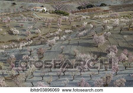 "Farmhouse and cultivated Almond trees (Prunus dulcis) in full blossom, Almeria province, Andalusia, Spain, Europe" View Large Photo Image Stock Photo - "Farmhouse and cultivated Almond trees (Prunus dulcis) in full blossom, Almeria province, Andalusia, Spain, Europe". Fotosearch