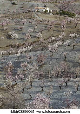 "Farmhouse and cultivated Almond trees (Prunus dulcis) in full blossom, Almeria province, Andalusia, Spain, Europe" View Large Photo Image Stock Photography - "Farmhouse and cultivated Almond trees (Prunus dulcis) in full blossom, Almeria province, Andalusia, Spain, Europe". Fotosearch