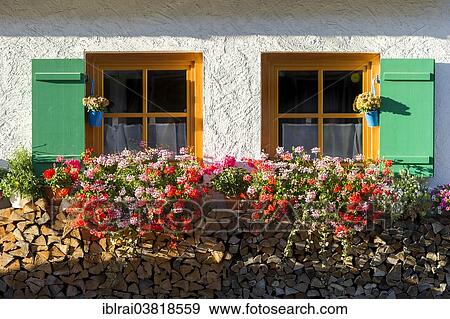 "Farmhouse with Geraniums (Pelargonium sp. ) in the windows and stacked firewood, Graswang, Unterammergau, Upper Bavaria, Bavaria, Germany, Europe" View Large Photo Image Stock Photo - "Farmhouse with Geraniums (Pelargonium sp. ) in the windows and stacked firewood, Graswang, Unterammergau, Upper Bavaria, Bavaria, Germany, Europe". Fotosearch