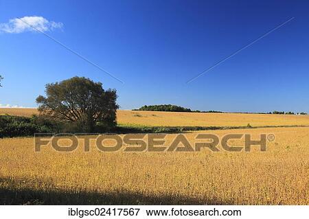 Farmland, Saint Martine, Quebec, Canada, North America View Large Photo Image Stock Photo - Farmland, Saint Martine, Quebec, Canada, North America. Fotosearch