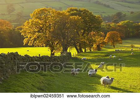"Farndale farm with sheep in autumn, North York Moors National Park, England, United Kingdom, Europe" View Large Photo Image Stock Image - "Farndale farm with sheep in autumn, North York Moors National Park, England, United Kingdom, Europe". Fotosearch
