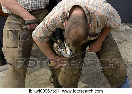 "Farrier shoeing a horse, rasping a hoof, Engelbach, Hesse, Germany, Europe" View Large Photo Image Stock Photo - "Farrier shoeing a horse, rasping a hoof, Engelbach, Hesse, Germany, Europe". Fotosearch