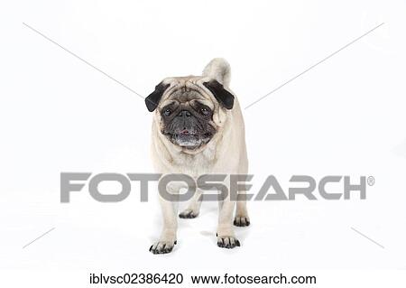 "Fat pug, carlin" View Large Photo Image Stock Image - "Fat pug, carlin". Fotosearch