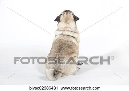 "Fat pug, carlin" View Large Photo Image Stock Image - "Fat pug, carlin". Fotosearch