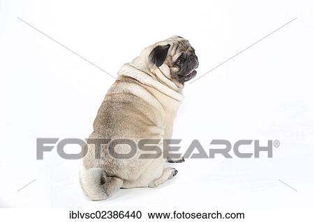 "Fat pug, carlin" View Large Photo Image Stock Image - "Fat pug, carlin". Fotosearch