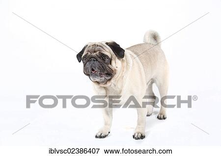 "Fat pug, carlin" View Large Photo Image Stock Photo - "Fat pug, carlin". Fotosearch