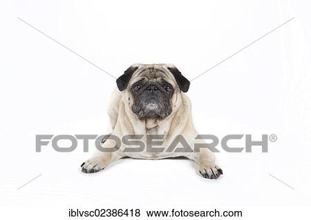 "Fat pug, carlin" View Large Photo Image Stock Photo - "Fat pug, carlin". Fotosearch
