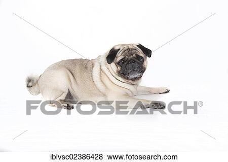 "Fat pug, carlin" View Large Photo Image Stock Photo - "Fat pug, carlin". Fotosearch