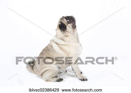 "Fat pug, carlin" View Large Photo Image Stock Photo - "Fat pug, carlin". Fotosearch