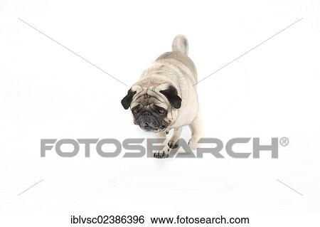 "Fat pug, carlin" View Large Photo Image Stock Photograph - "Fat pug, carlin". Fotosearch