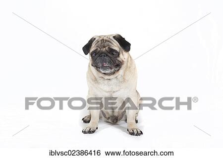 "Fat pug, carlin" View Large Photo Image Stock Photograph - "Fat pug, carlin". Fotosearch