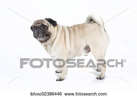 Stock Photograph - "Fat pug, carlin". Fotosearch