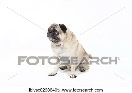 "Fat pug, carlin" View Large Photo Image Stock Photography - "Fat pug, carlin". Fotosearch