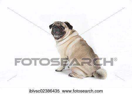 "Fat pug, carlin" View Large Photo Image Stock Photography - "Fat pug, carlin". Fotosearch