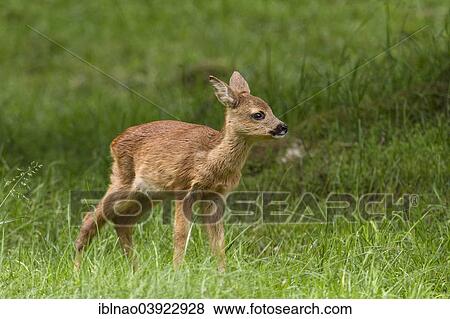 "Fawn (Capreolus capreolus), Sweden, Europe" View Large Photo Image Stock Photo - "Fawn (Capreolus capreolus), Sweden, Europe". Fotosearch