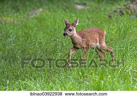 "Fawn (Capreolus capreolus), Sweden, Europe" View Large Photo Image Stock Photo - "Fawn (Capreolus capreolus), Sweden, Europe". Fotosearch