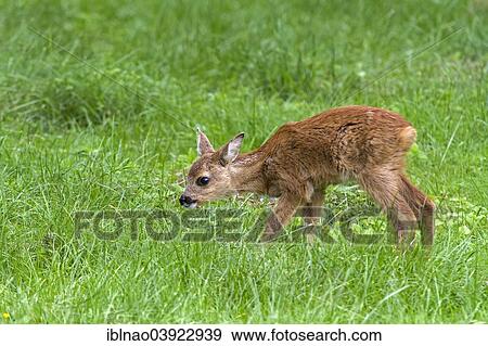 "Fawn (Capreolus capreolus), Sweden, Europe" View Large Photo Image Stock Photo - "Fawn (Capreolus capreolus), Sweden, Europe". Fotosearch