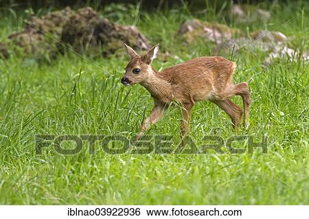 "Fawn (Capreolus capreolus), Sweden, Europe" View Large Photo Image Stock Photograph - "Fawn (Capreolus capreolus), Sweden, Europe". Fotosearch