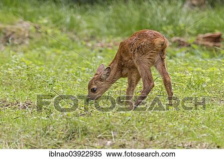 "Fawn (Capreolus capreolus), Sweden, Europe" View Large Photo Image Stock Photography - "Fawn (Capreolus capreolus), Sweden, Europe". Fotosearch