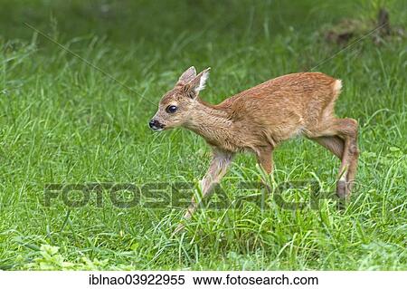 "Fawn (Capreolus capreolus), Sweden, Europe" View Large Photo Image Stock Photography - "Fawn (Capreolus capreolus), Sweden, Europe". Fotosearch