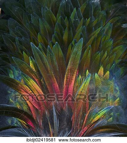 Feather detail of a Nicobar Pigeon (Caloenas nicobarica) View Large Photo Image Stock Image - Feather detail of a Nicobar Pigeon (Caloenas nicobarica). Fotosearch