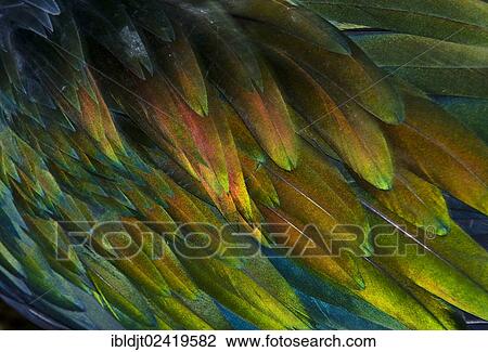 Feather detail of a Nicobar Pigeon (Caloenas nicobarica) View Large Photo Image Stock Image - Feather detail of a Nicobar Pigeon (Caloenas nicobarica). Fotosearch