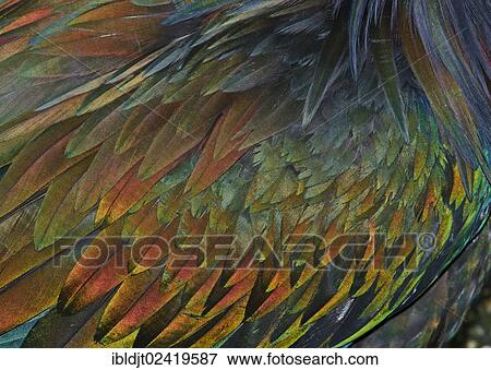 Stock Photo - Feather detail of a Nicobar Pigeon (Caloenas nicobarica). Fotosearch