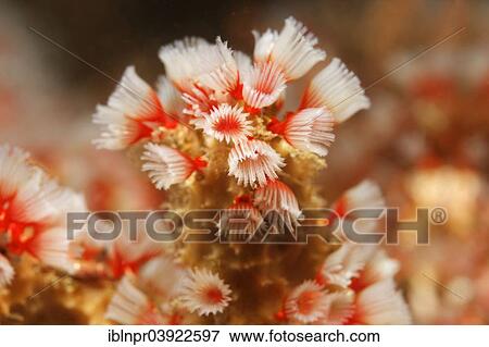 "Feather duster worm (Filogranella elatensis), Sabang Beach, Puerto Galera, Mindoro, Philippines, Asia" View Large Photo Image Stock Photo - "Feather duster worm (Filogranella elatensis), Sabang Beach, Puerto Galera, Mindoro, Philippines, Asia". Fotosearch