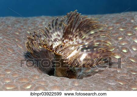 "Feather Duster Worm (Sabellastarte sp. ), on stony coral, Sabang Beach, Puerto Galera, Mindoro, Philippines, Asia" View Large Photo Image Stock Photo - "Feather Duster Worm (Sabellastarte sp. ), on stony coral, Sabang Beach, Puerto Galera, Mindoro, Philippines, Asia". Fotosearch