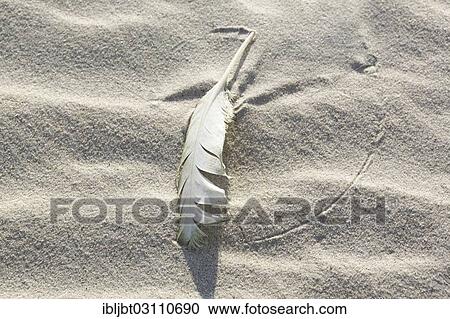 "Feather lying in the sand on the beach, Langeoog, Ostfriesische Inseln, Lower Saxony, Germany, Europe" View Large Photo Image Stock Image - "Feather lying in the sand on the beach, Langeoog, Ostfriesische Inseln, Lower Saxony, Germany, Europe". Fotosearch