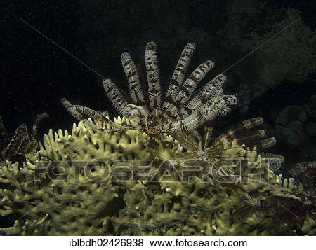 "Feather Star (Crinoidea), Mangrove Bay, Red Sea, Egypt, Africa" View Large Photo Image Stock Photo - "Feather Star (Crinoidea), Mangrove Bay, Red Sea, Egypt, Africa". Fotosearch